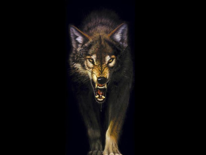 wolf_poster_bearb.jpg